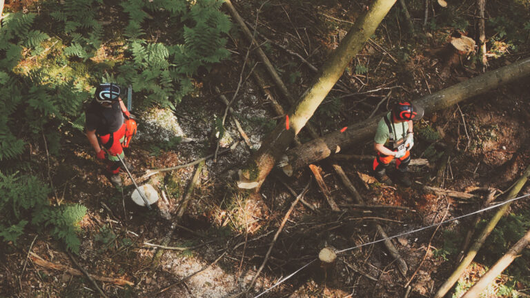 HOLZEINSCHLAG UND HOLZERNTE – WAS STECKT DAHINTER?