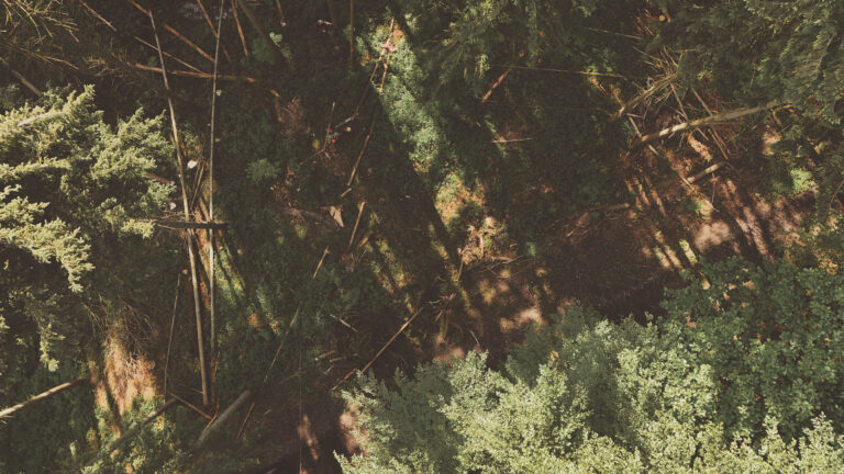 RODUNGEN IM BEREICH STRASSENBAU, FLÄCHENERSCHLIESSUNG UND BETRIEBSERWEITERUNGEN