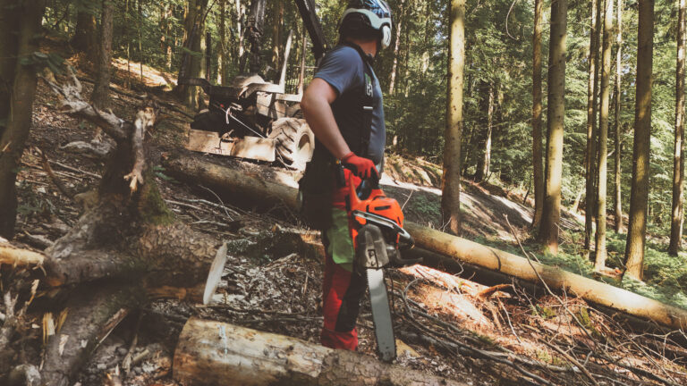 NACHHALTIGE HOLZERNTE BEI ROSENBERGER FORST.