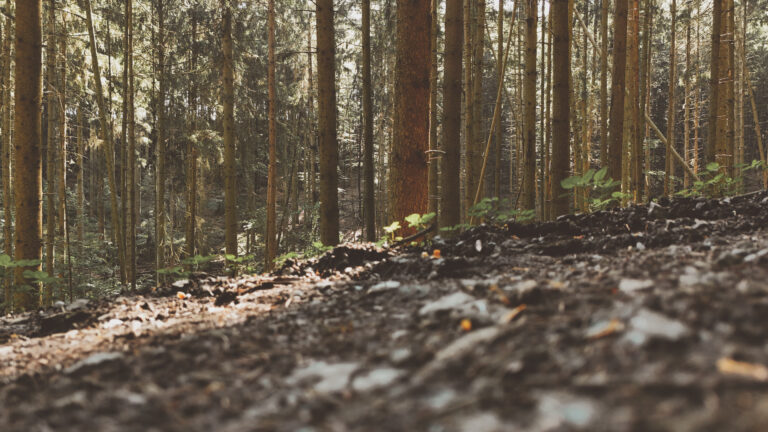 HOLZ – DER NACHWACHSENDE ROHSTOFF FÜR EINE NACHHALTIGE ZUKUNFT.