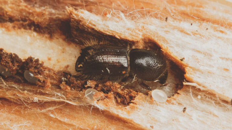 BORKENKÄFER – KLEINE KÄFER, GROSSE SCHÄDEN.