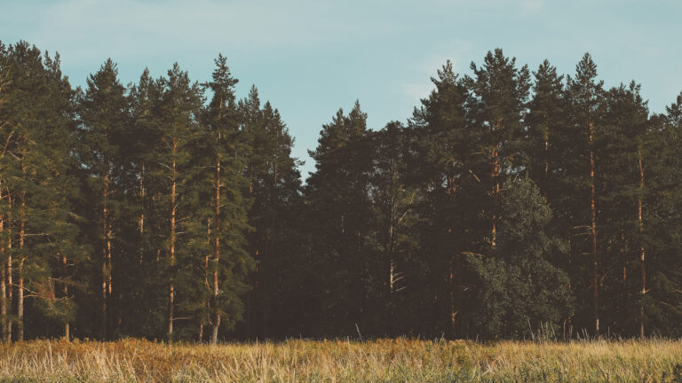 NADELSTAMMHOLZ – CHANCEN FÜR WALD UND WALDBESITZER.