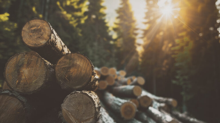 NACHHALTIGE FORSTWIRTSCHAFT EINFACH ERKLÄRT. DEN WALD HEUTE NUTZEN UND FÜR MORGEN BEWAHREN.