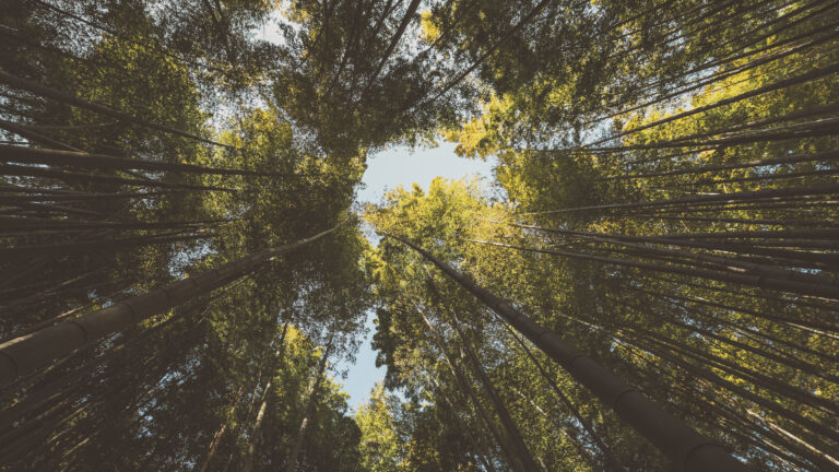 PEFC UND FSC EINFACH ERKLÄRT. WAS WALDZERTIFIZIERUNGEN BEDEUTEN UND WARUM SIE WICHTIG SIND.