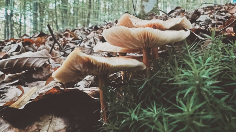 PILZE IM WALD. HELFER ODER SCHÄDLINGE?