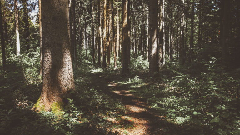 WARUM WIR DEN WALD LIEBEN. UNSERE PHILOSOPHIE BEI ROSENBERGER FORST.